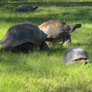 ALDABRA BREEDER
