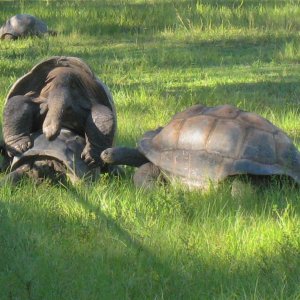 ALDABRA BREEDER
