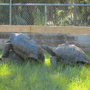 ALDABRA BREEDER
