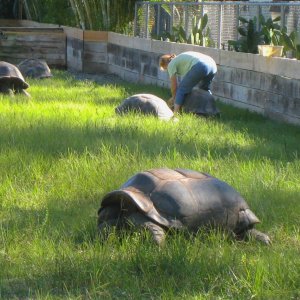ALDABRA BREEDER