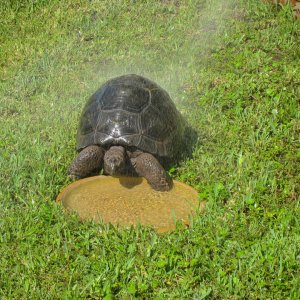 ALDABRA BREEDER