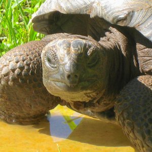 ALDABRA BREEDER