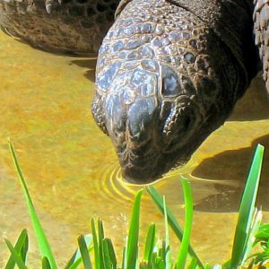 ALDABRA BREEDER