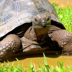 ALDABRA BREEDER