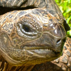 ALDABRA BREEDER