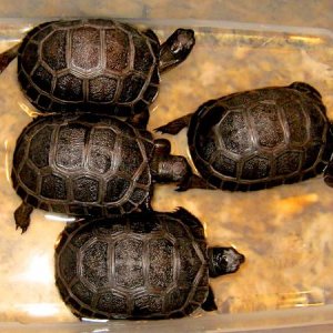 ALDABRA BREEDER