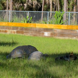 ALDABRA BREEDER