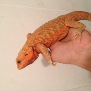 Red hypo trans female