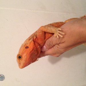 Red hypo trans female