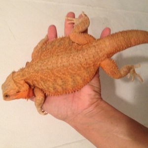 Red hypo trans female
