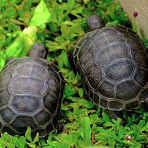ALDABRA BREEDER