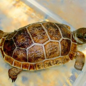 ALDABRA BREEDER