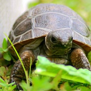 ALDABRA BREEDER