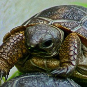 ALDABRA BREEDER