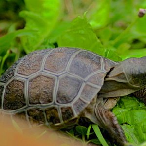 ALDABRA BREEDER