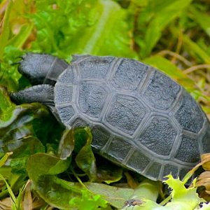ALDABRA BREEDER