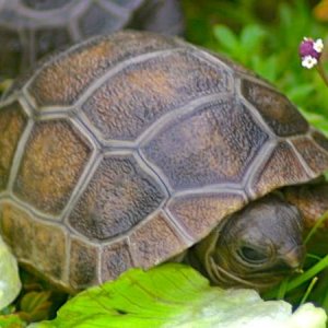ALDABRA BREEDER
