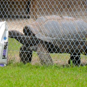 ALDABRA BREEDER