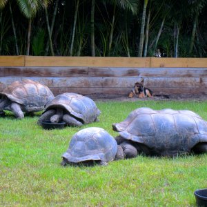 ALDABRA BREEDER