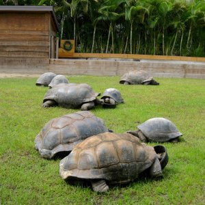 ALDABRA BREEDER