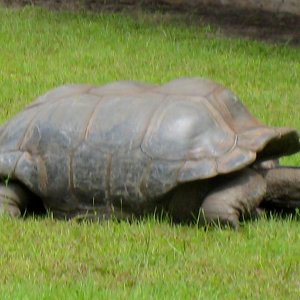 ALDABRA BREEDER