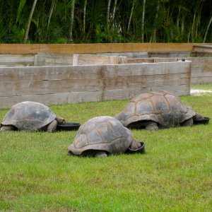ALDABRA BREEDER