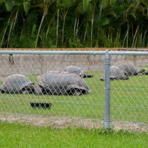 ALDABRA BREEDER