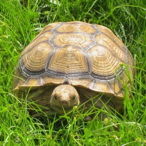 ALDABRA BREEDER