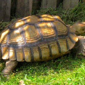 ALDABRA BREEDER
