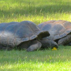 ALDABRA BREEDER