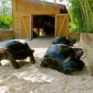 ALDABRA BREEDER