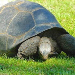 ALDABRA BREEDER