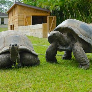 ALDABRA BREEDER