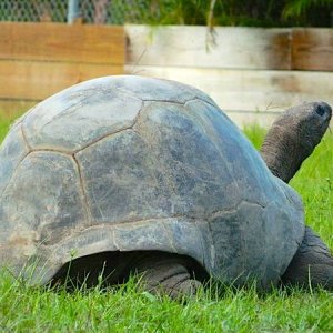 ALDABRA BREEDER