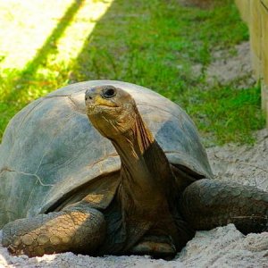 ALDABRA BREEDER