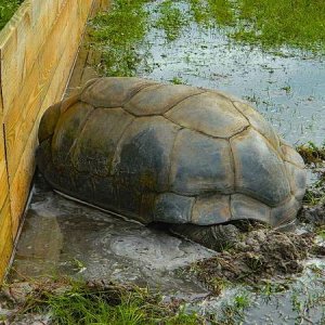 ALDABRA BREEDER