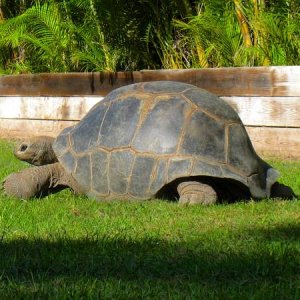 ALDABRA BREEDER