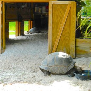 ALDABRA BREEDER