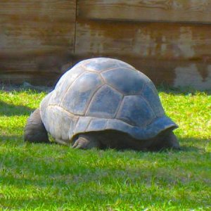 ALDABRA BREEDER
