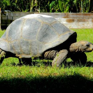 ALDABRA BREEDER