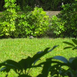 ALDABRA BREEDER
