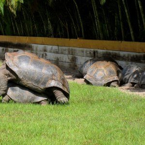 ALDABRA BREEDER