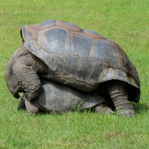 ALDABRA BREEDER