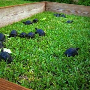 ALDABRA BREEDER