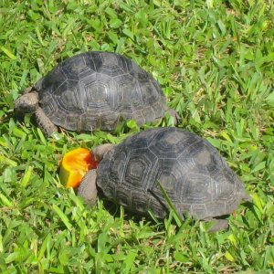 ALDABRA BREEDER