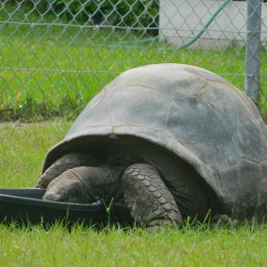 ALDABRA BREEDER