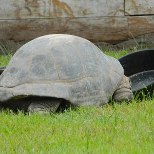 ALDABRA BREEDER