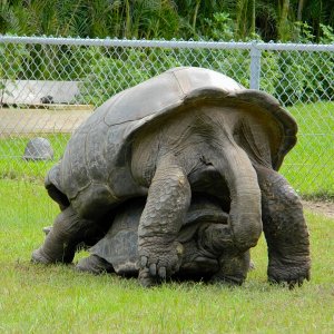 ALDABRA BREEDER