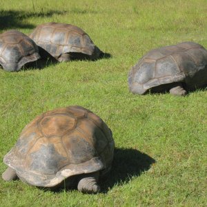 ALDABRA BREEDER