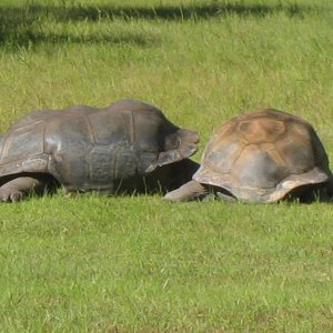 ALDABRA BREEDER